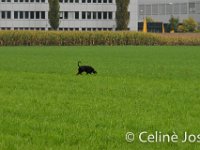 Celine-70 : celine