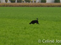 Celine-82 : celine
