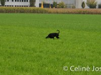 Celine-83 : celine
