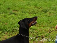 Celine-91 : celine